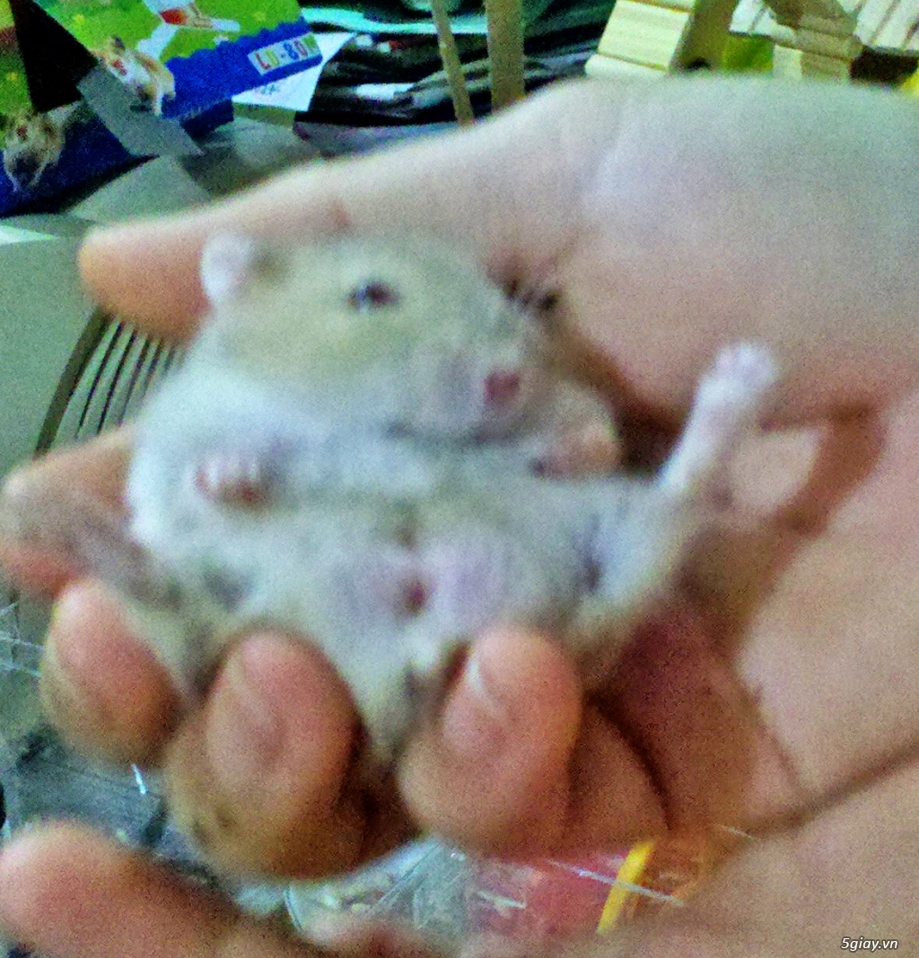 Chuột hamster giá rẻ nhất HCM - 1