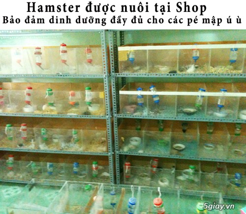 Chuột hamster giá rẻ nhất HCM - 25