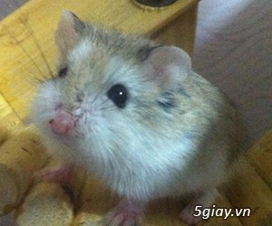 Chuột hamster giá rẻ nhất HCM - 6