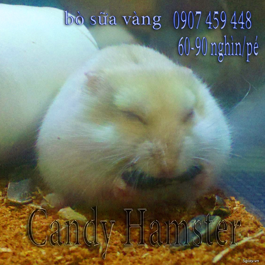 Chuột hamster giá rẻ nhất HCM - 3