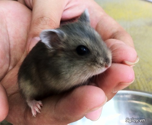 Chuột hamster giá rẻ nhất HCM - 15