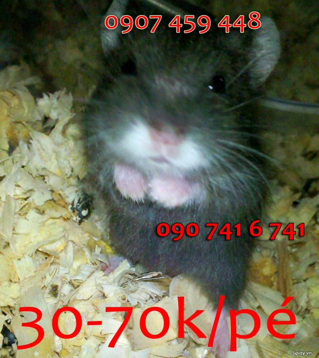 Chuột hamster giá rẻ nhất HCM - 5