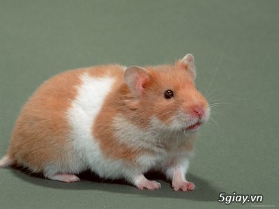 Chuột hamster giá rẻ nhất HCM - 8