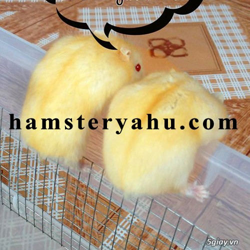Chuột hamster giá rẻ nhất HCM - 23