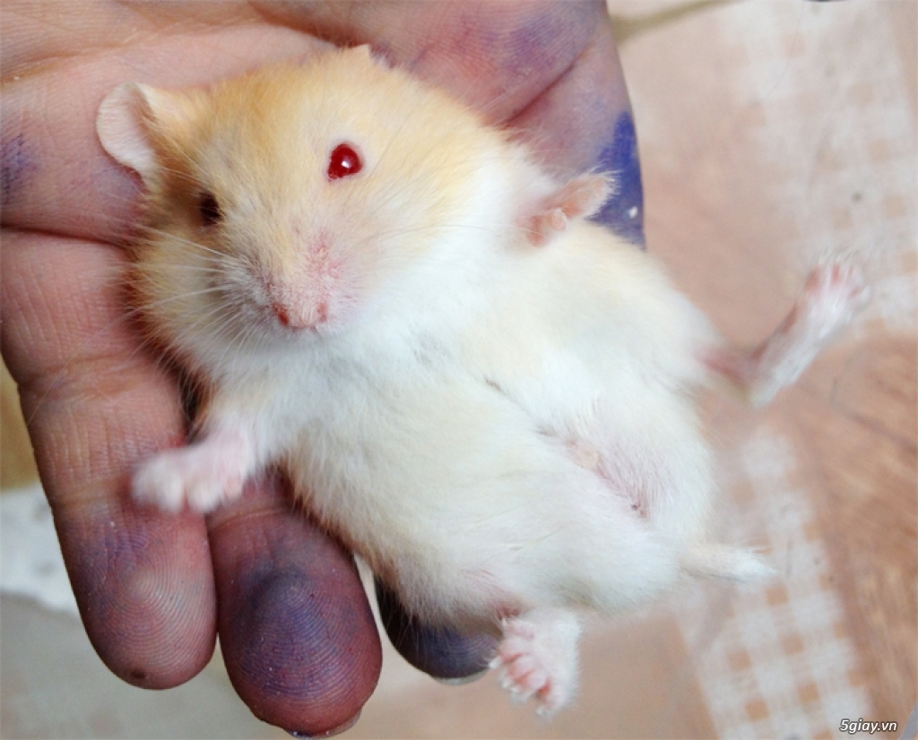 Chuột hamster giá rẻ nhất HCM - 18