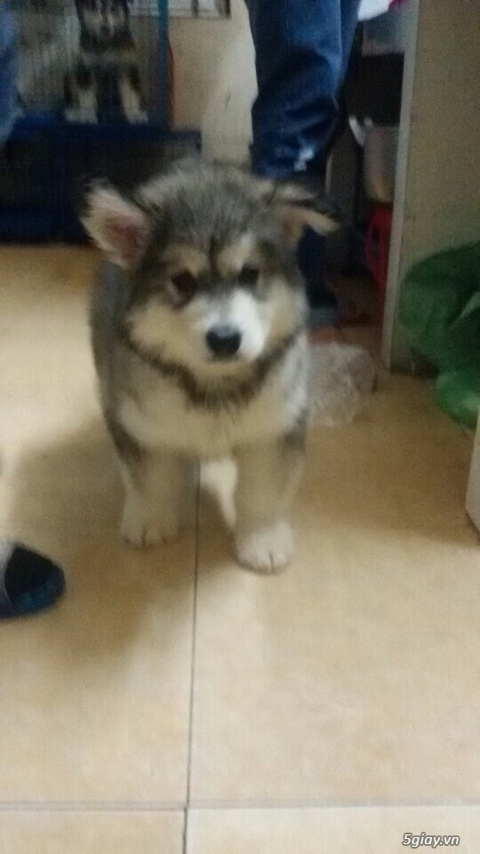 Chó Alaskan 2 tháng tuổi - 2