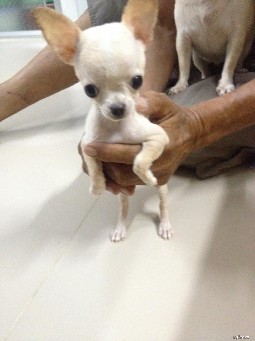 Bán Bé Chihuahua Trắng Đực 6 tháng tuổi - 3