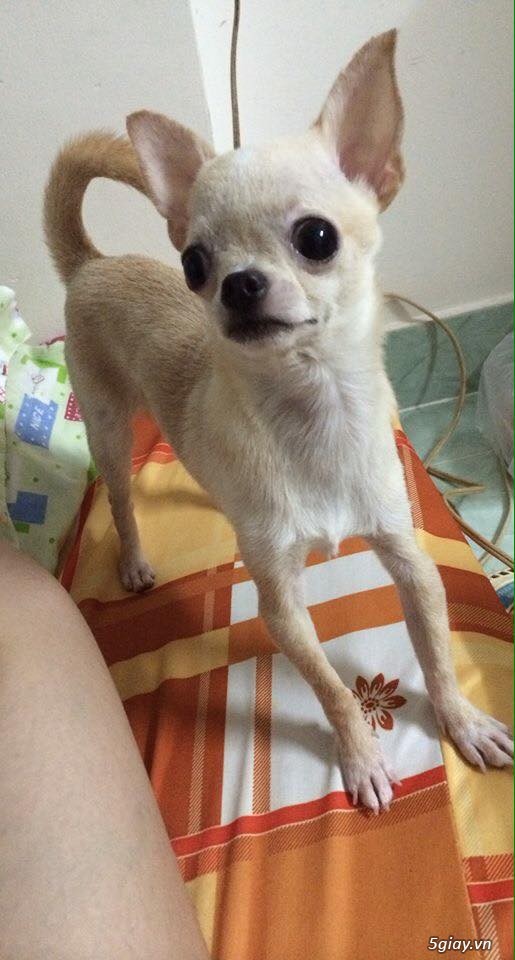 Bán Bé Chihuahua Trắng Đực 6 tháng tuổi - 1