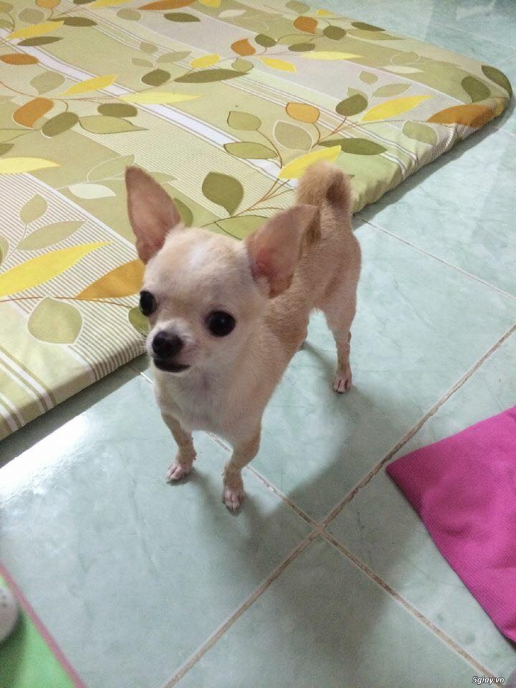Bán Bé Chihuahua Trắng Đực 6 tháng tuổi