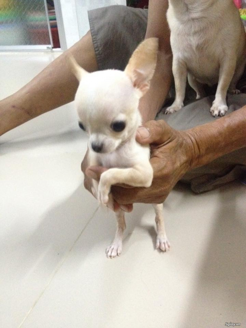 Bán Bé Chihuahua Trắng Đực 6 tháng tuổi - 4