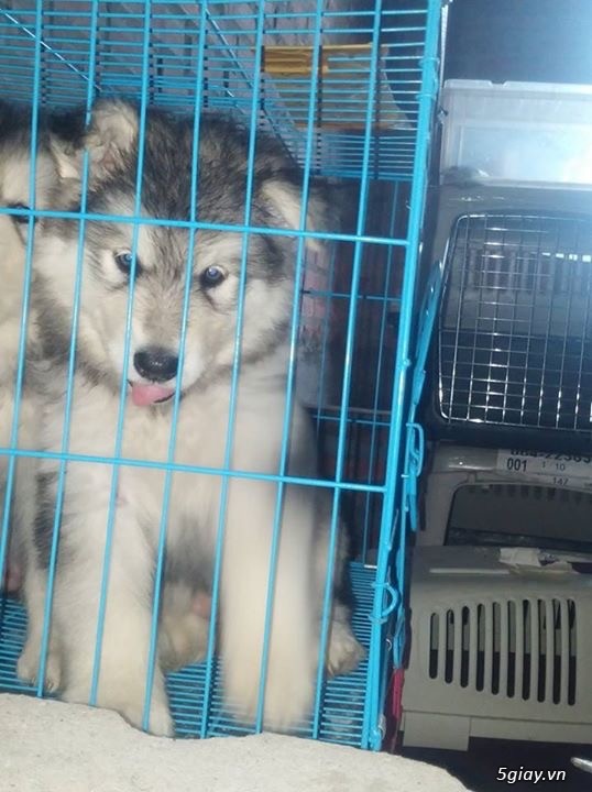 Chó Alaskan 2 tháng tuổi - 3