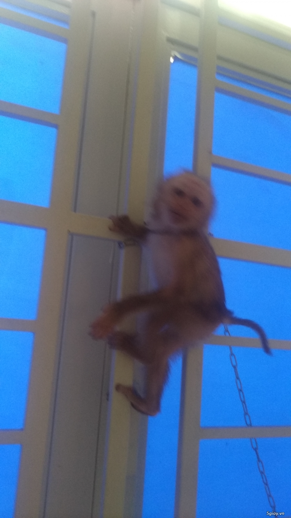 Bán khỉ con 4 tháng tuổi .. - 1