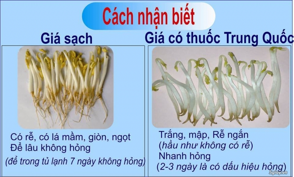 Thiết bị làm giá đỗ, rau mầm sạch đa năng GV 102 - Của TS Đỗ Ngọc Chung