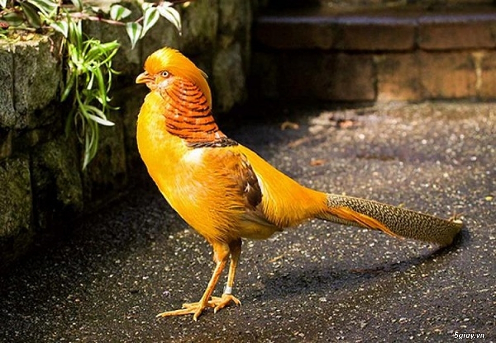 Chim trĩ xanh 7 màu Nhật bản - Trang trại Phan Minh Hồng | Chim trĩ, Nhật  bản, Nhật