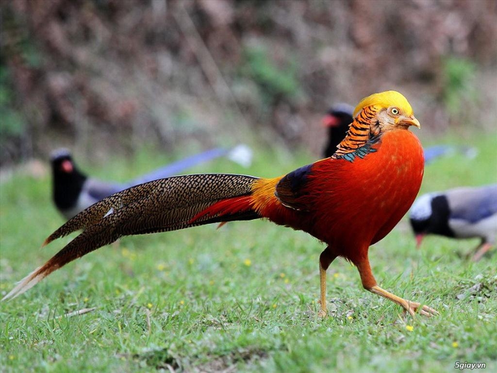Giới thiệu chim trĩ xanh, chim trĩ đỏ vụ mùa 2016