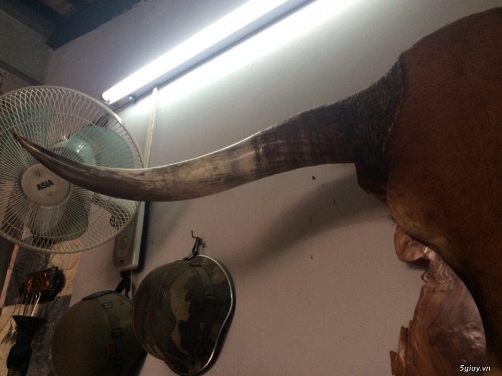 đầu sừng bò châu phi to đẹp giá chỉ 9 triệu - 2