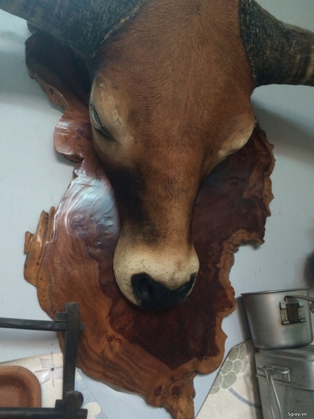 đầu sừng bò châu phi to đẹp giá chỉ 9 triệu - 3