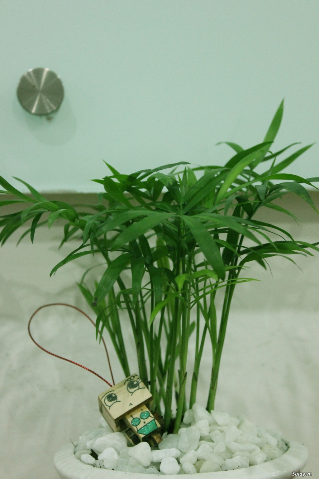 Cây xanh để bàn - 4