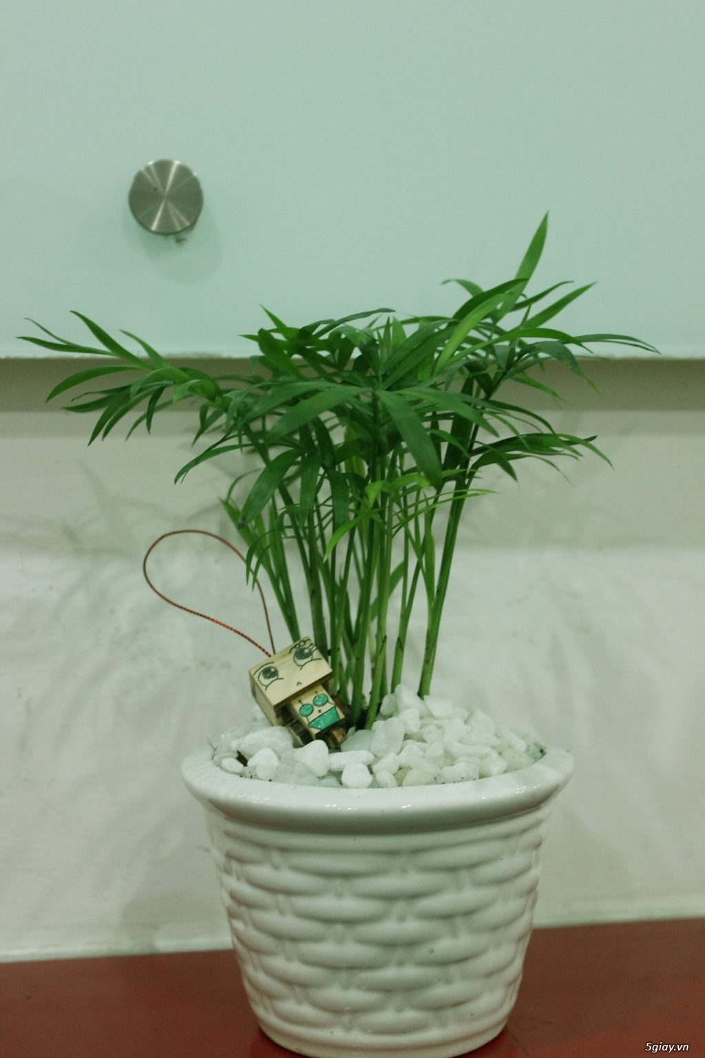 Cây xanh để bàn - 2