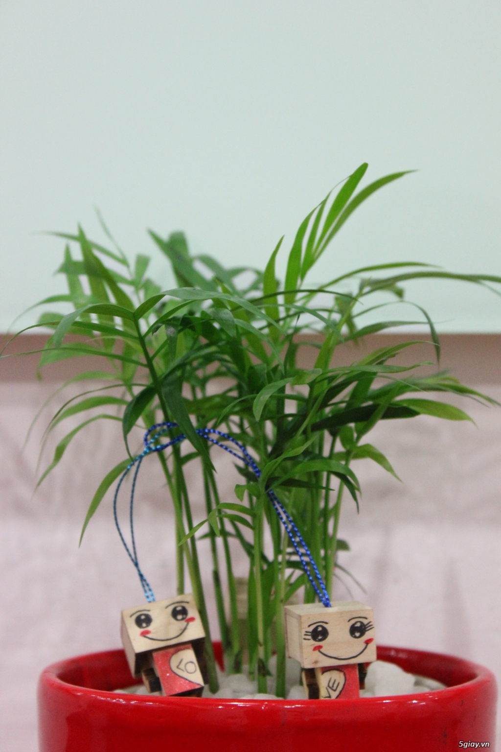 Cây xanh để bàn