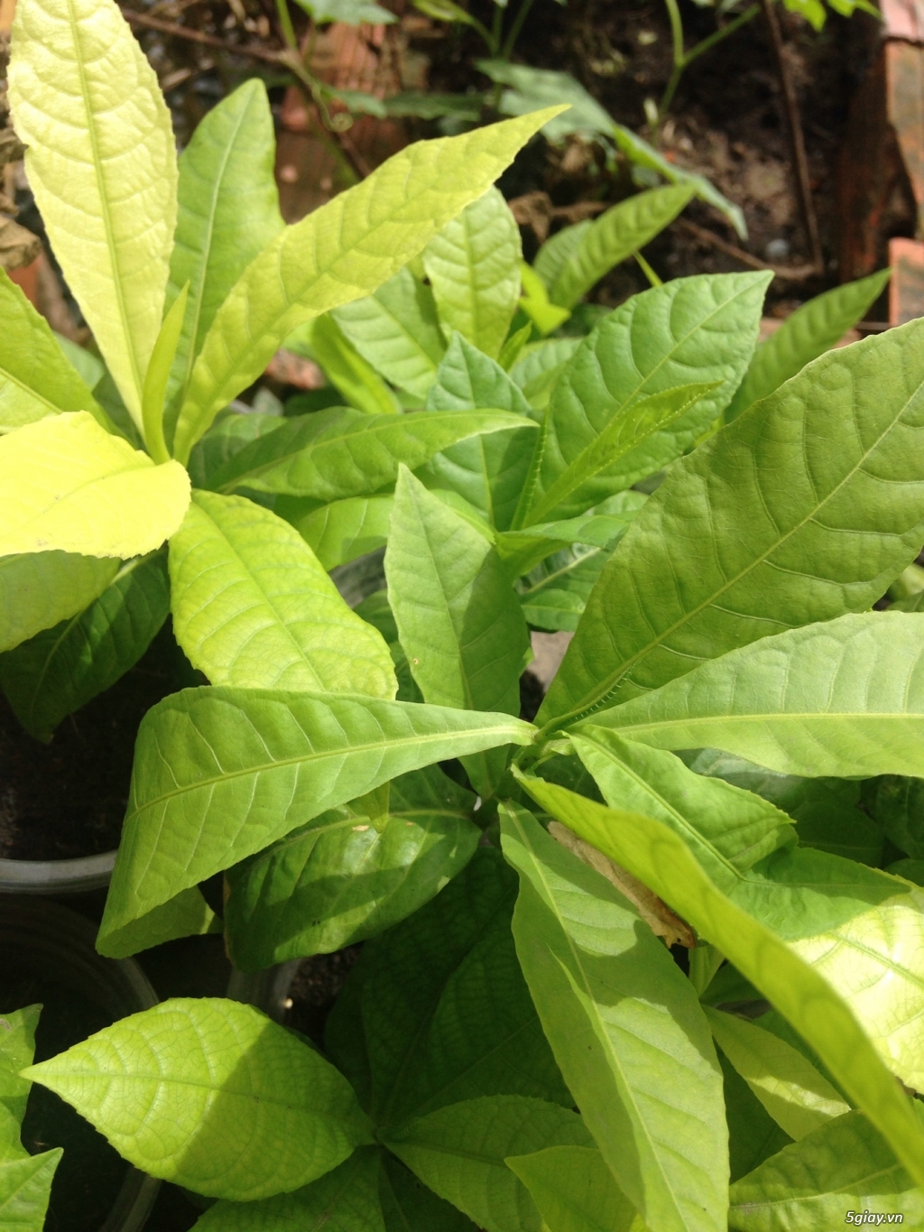 cây giống Thala Sala Ngọc kỳ lân,vô ưu - 1