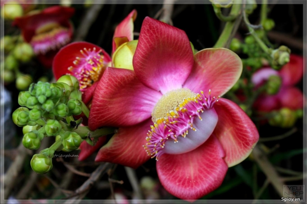 cây giống Thala Sala Ngọc kỳ lân,vô ưu - 3