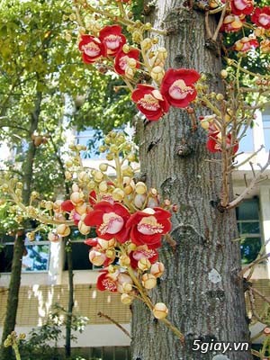 cây giống Thala Sala Ngọc kỳ lân,vô ưu