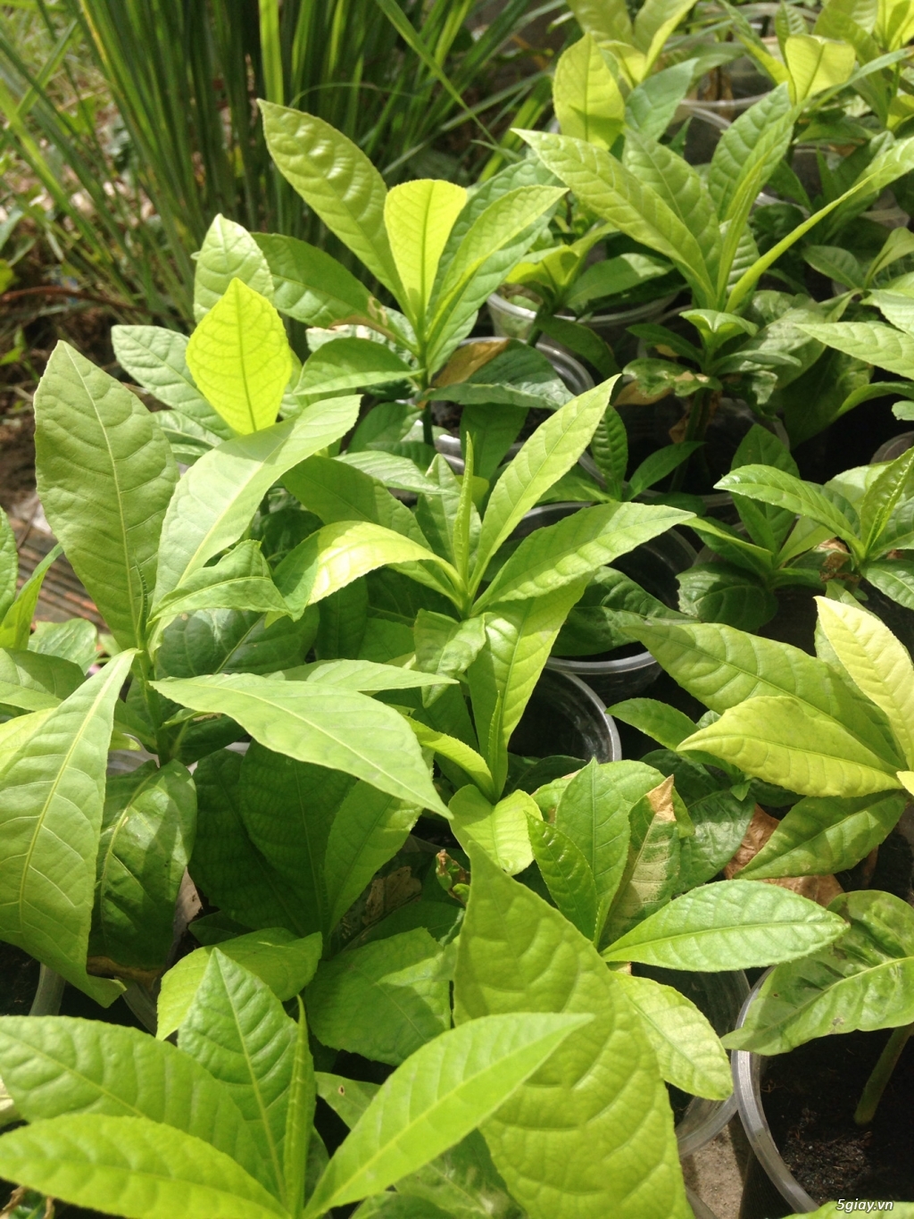 cây giống Thala Sala Ngọc kỳ lân,vô ưu - 5