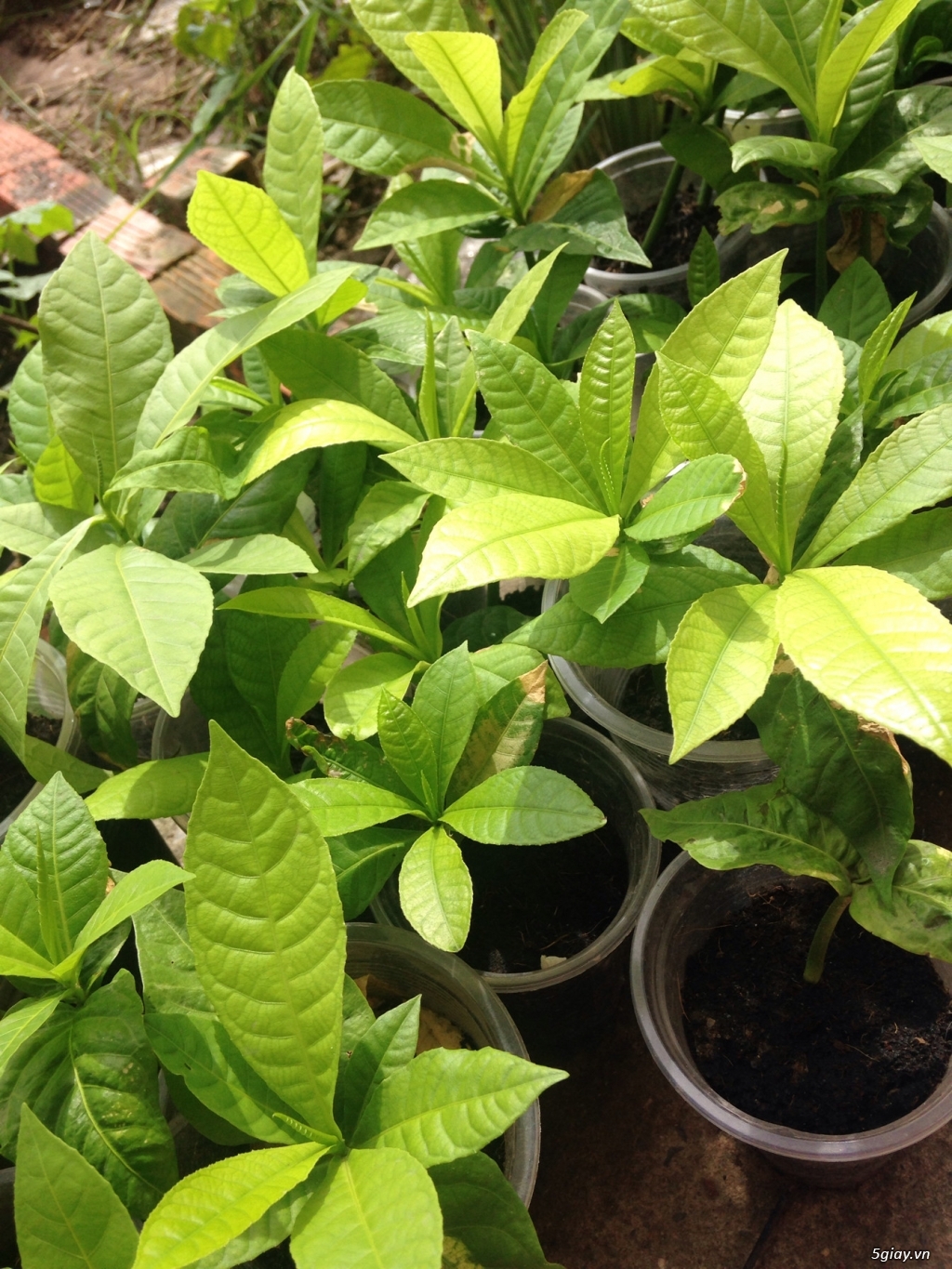 cây giống Thala Sala Ngọc kỳ lân,vô ưu - 4