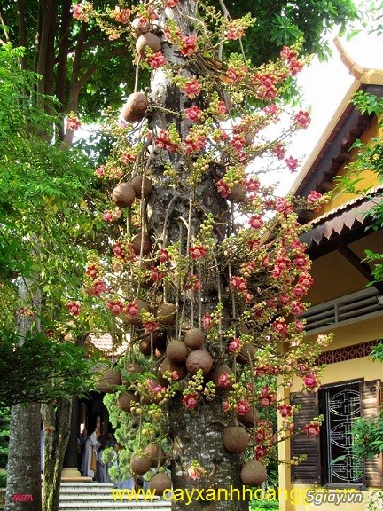 cây giống Thala Sala Ngọc kỳ lân,vô ưu - 2