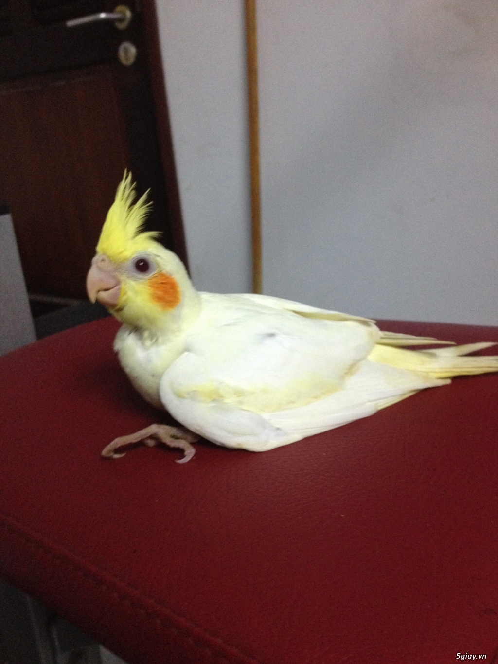M-Cockatiel_Chuyên Cung Cấp Vẹt Cockatiel (Sinh Sản Tại Việt Nam, Sinh Sản Tại Nhà) - 2