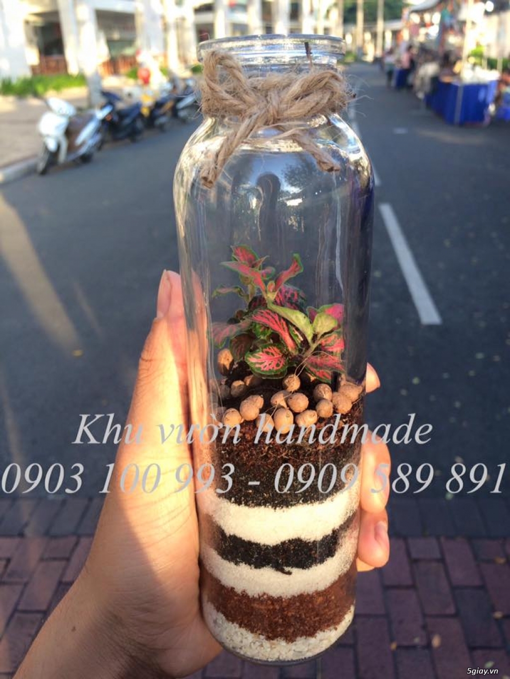 Lá may mắn đỏ fittonia