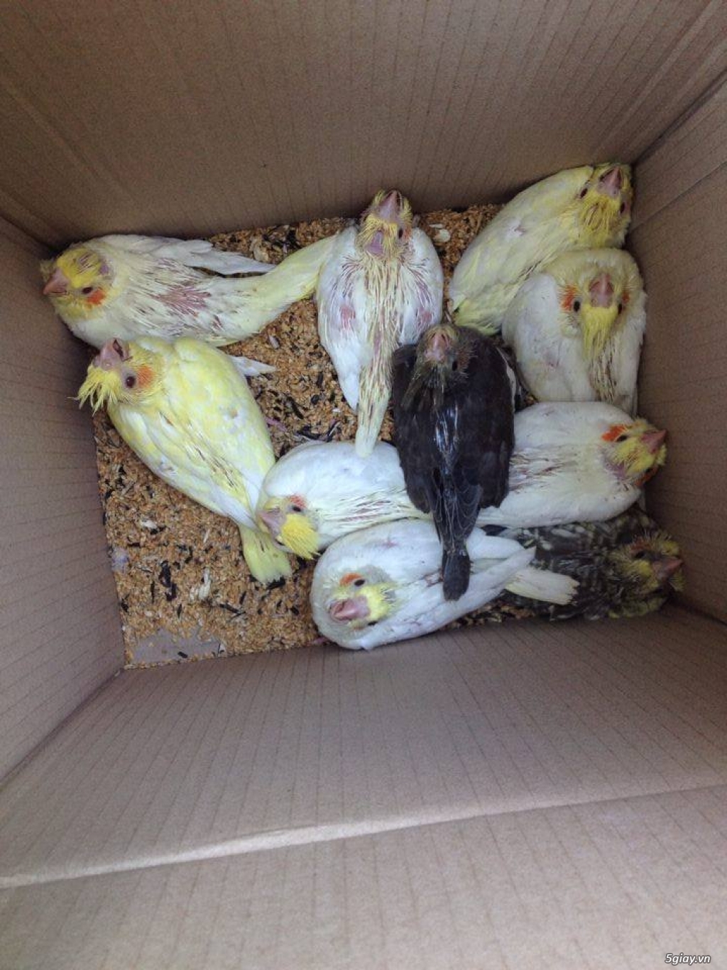 M-Cockatiel_Chuyên Cung Cấp Vẹt Cockatiel (Sinh Sản Tại Việt Nam, Sinh Sản Tại Nhà) - 6