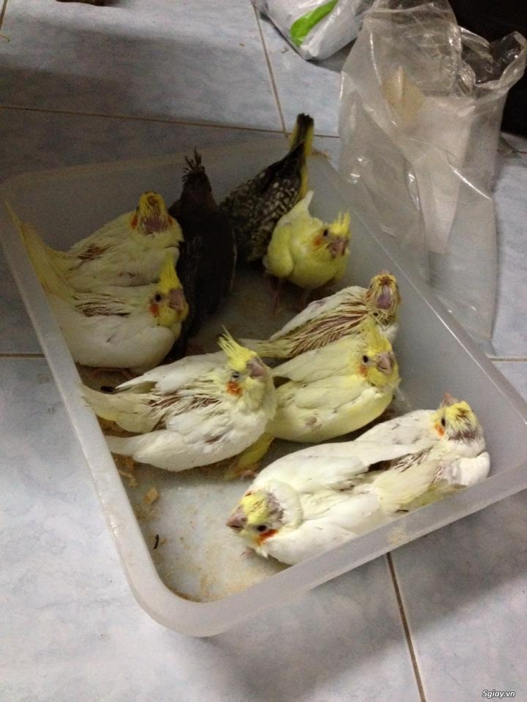 M-Cockatiel_Chuyên Cung Cấp Vẹt Cockatiel (Sinh Sản Tại Việt Nam, Sinh Sản Tại Nhà) - 7