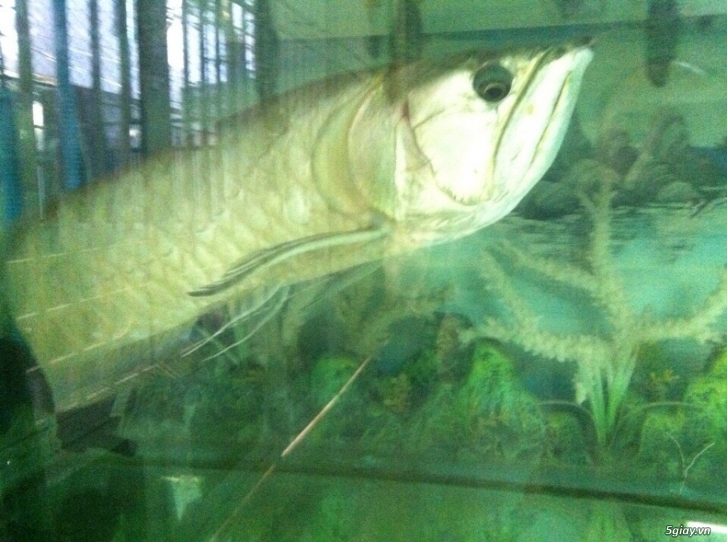 Cá  ngân long. 60cm