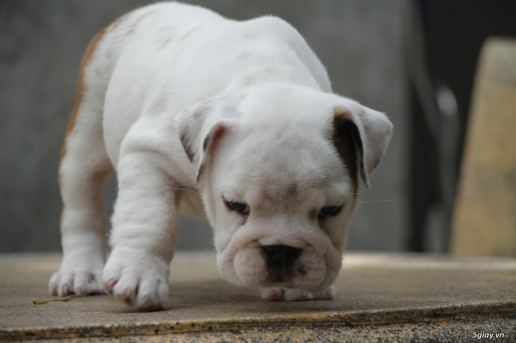 English Bulldog 3 tháng tuổi thuần chủng cần bán - 4