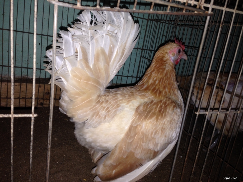 Gà tre bướm con mỹ rặc dòng HATCH - 6