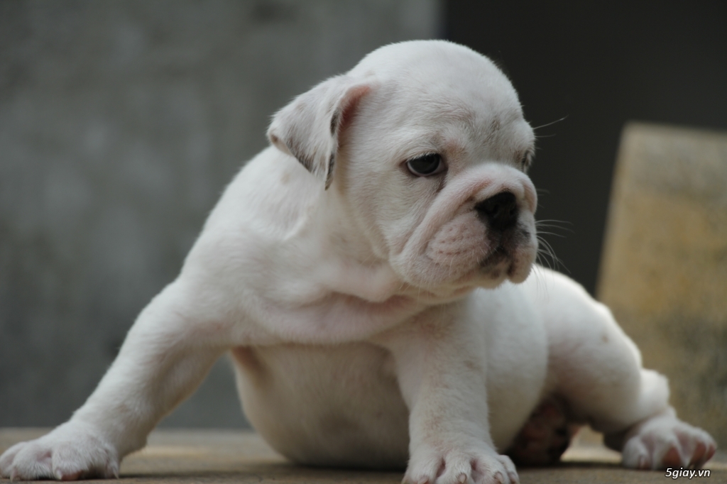 English Bulldog 3 tháng tuổi thuần chủng cần bán - 2