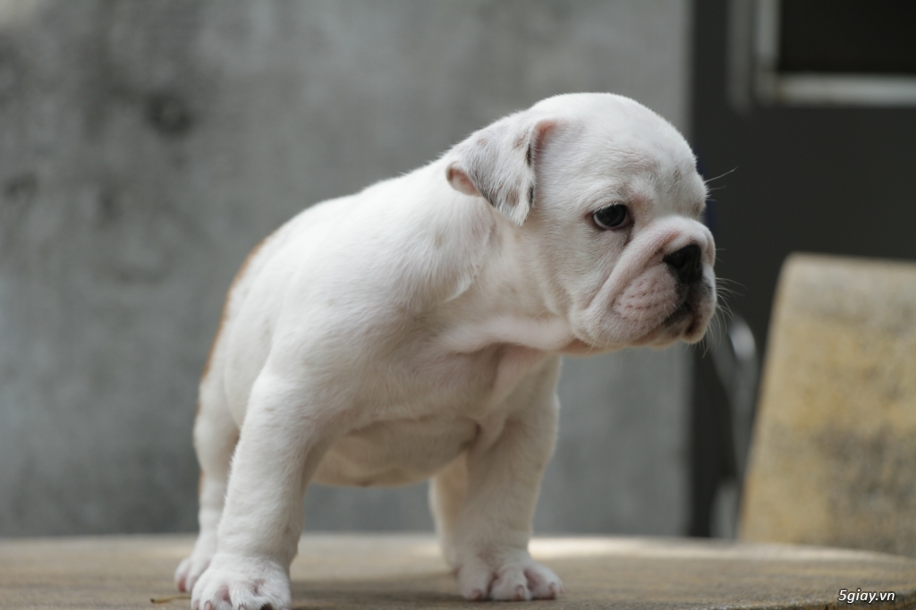 English Bulldog 3 tháng tuổi thuần chủng cần bán - 3
