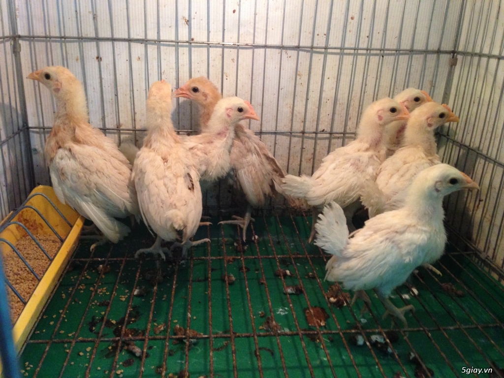 Gà tre bướm con mỹ rặc dòng HATCH