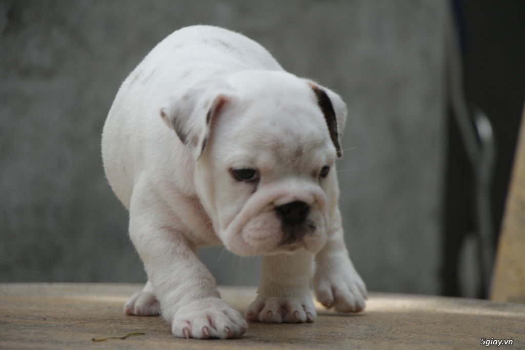 English Bulldog 3 tháng tuổi thuần chủng cần bán - 5