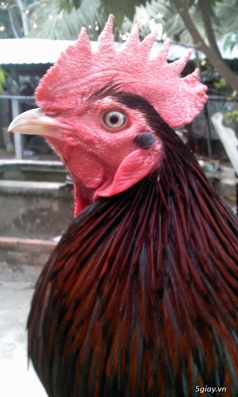 1 con gà vip đá tết - 5