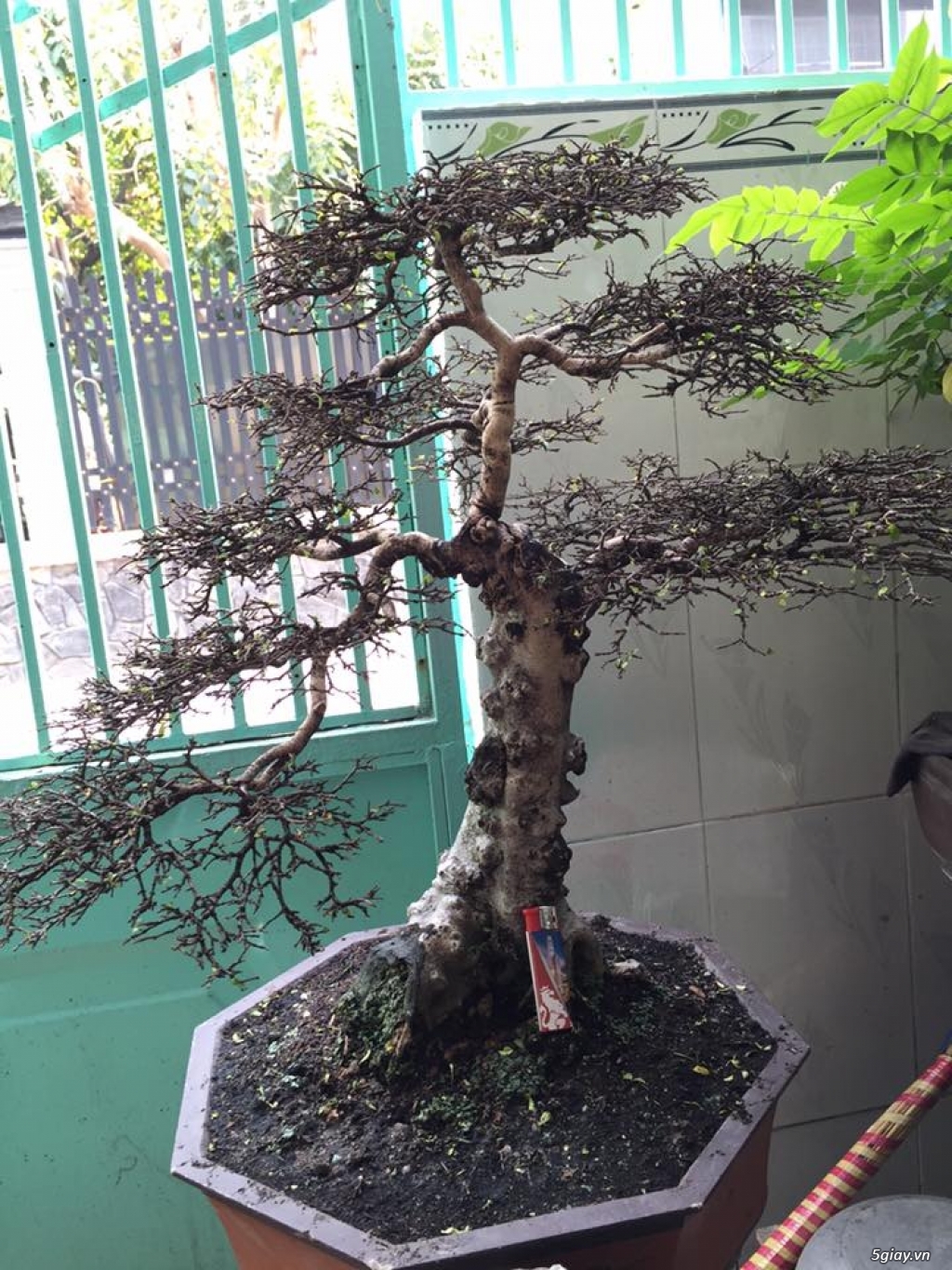 HCM - Chuyên cung cấp mai chiếu thủy cho anh em chơi Tết 2016 - 4