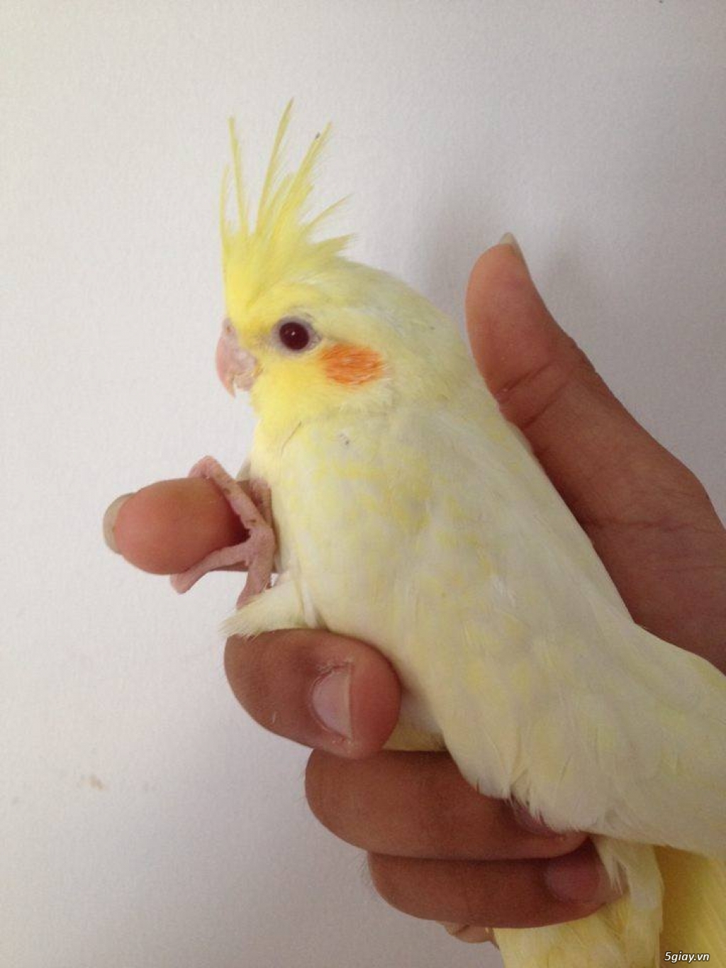 M-Cockatiel_Chuyên Cung Cấp Vẹt Cockatiel (Sinh Sản Tại Việt Nam, Sinh Sản Tại Nhà)