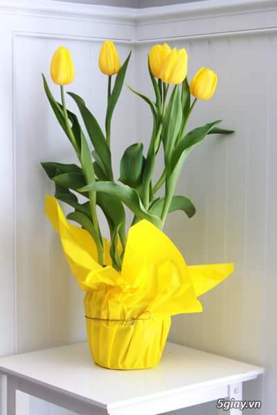 Trồng tulip từ củ bằng nước và đất chơi tết 2015 - 1