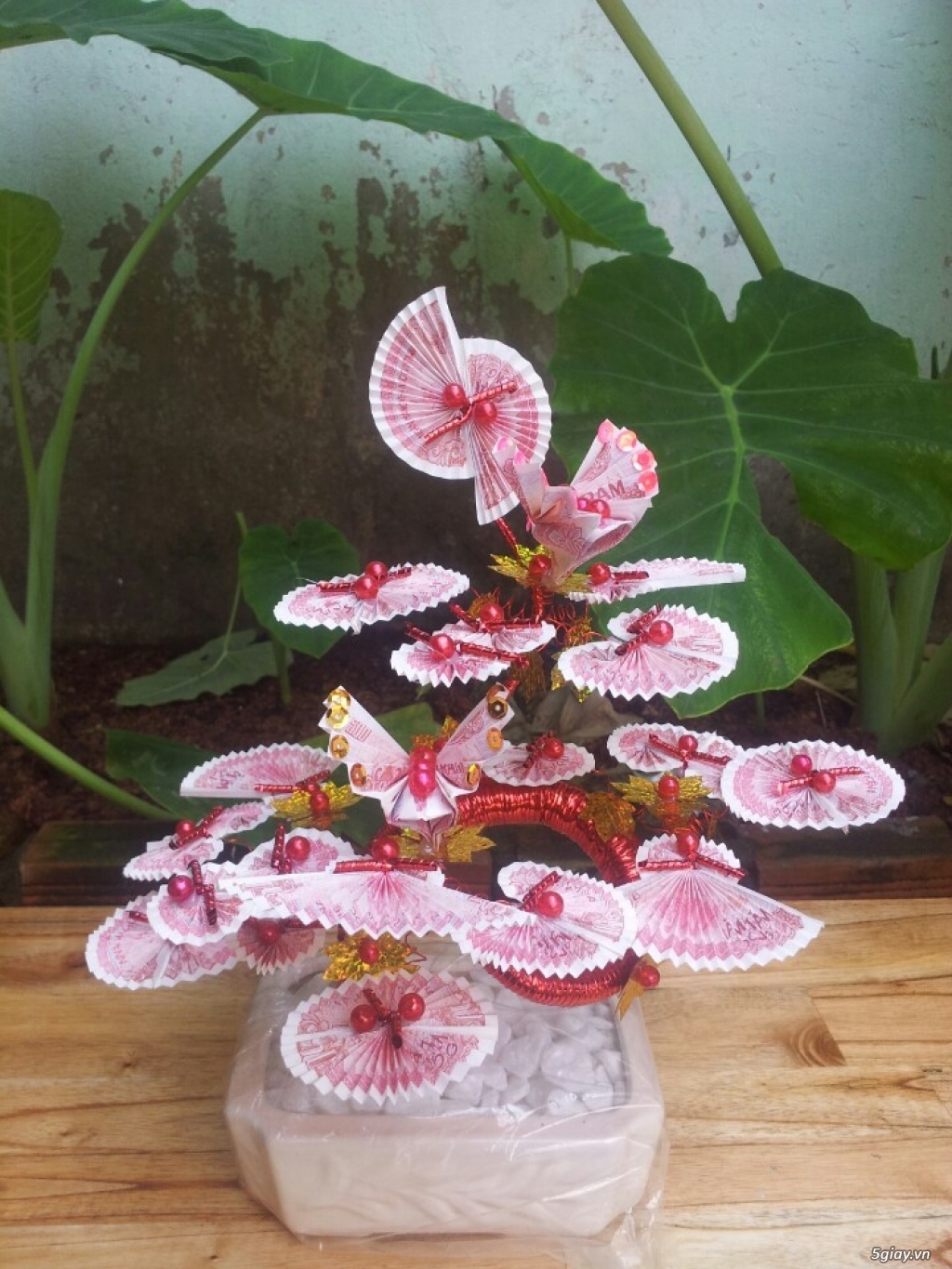 Cây hoa tiền thật tài lộc. - 4