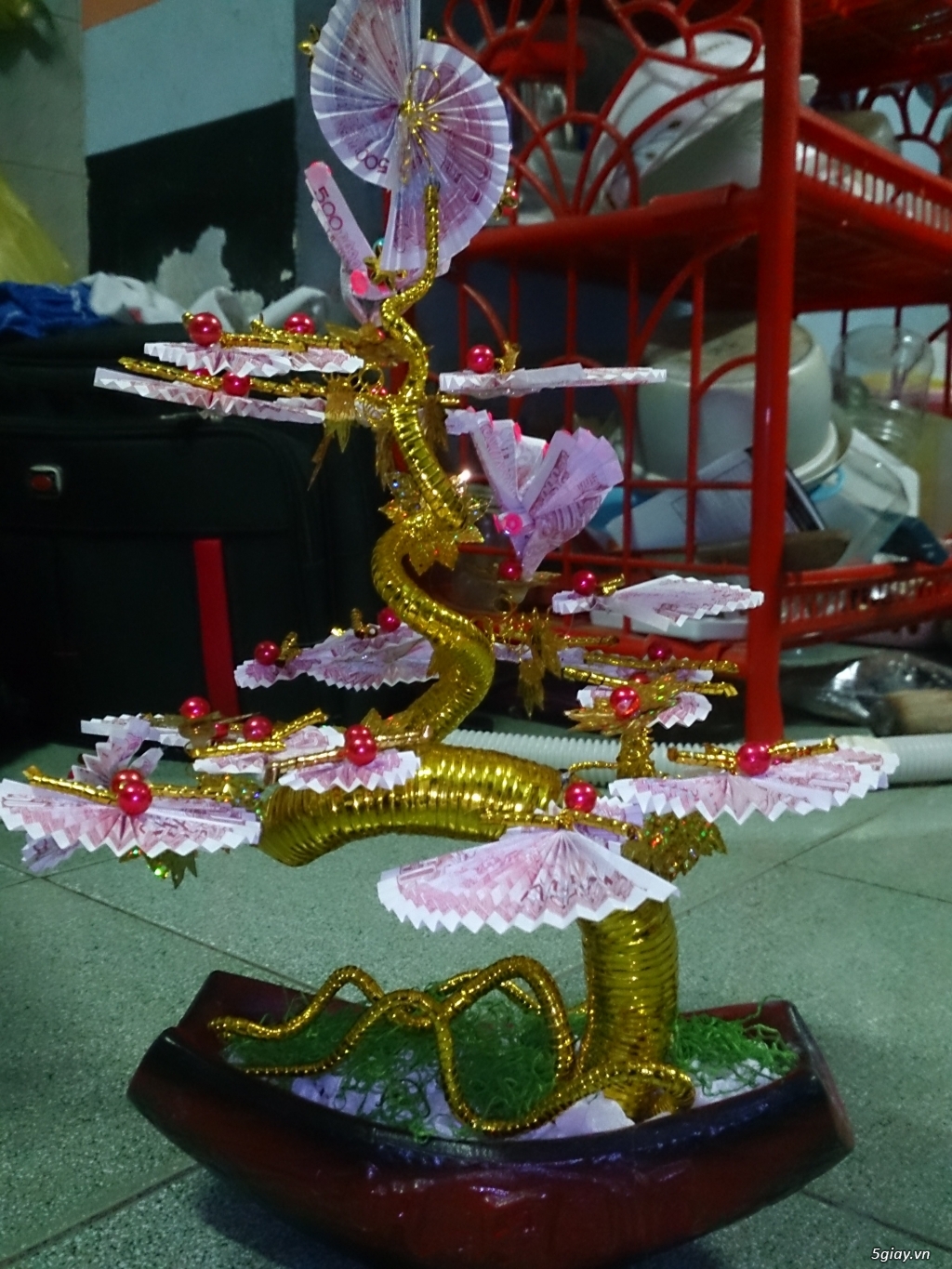 Cây hoa tiền thật tài lộc. - 7