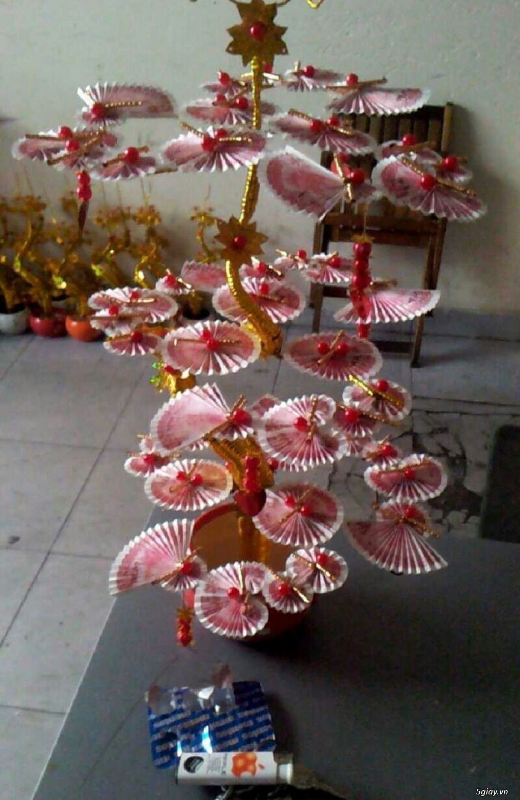 Cây hoa tiền thật tài lộc. - 3