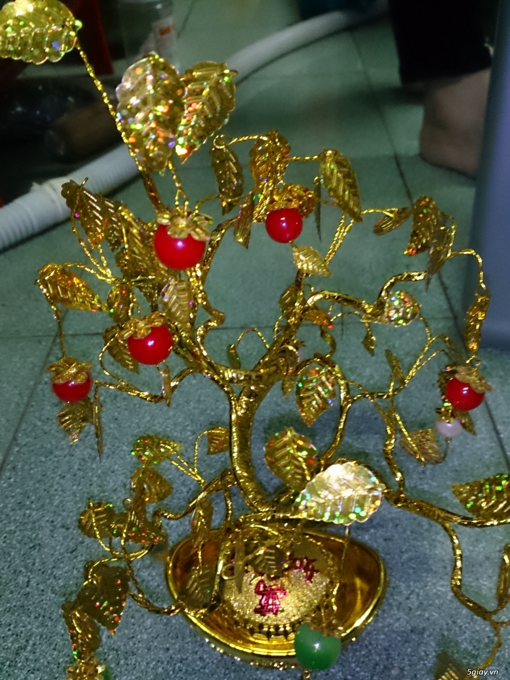 Cây hoa tiền thật tài lộc. - 5