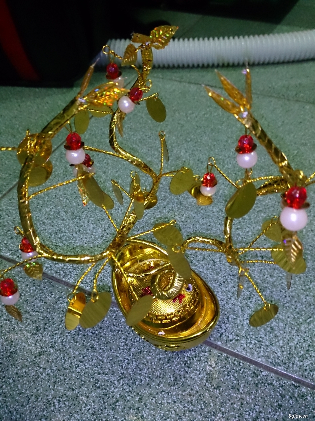 Cây hoa tiền thật tài lộc. - 6